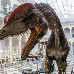 Model dinozaura z otwartym pyskiem w muzeum dla dzieci Warszawa. W tle gabloty z eksponatami i arkadowe galerie.