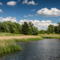 Spokojne zalewy w Polsce, otoczone bujną zielenią i trzcinami, pod błękitnym niebem z białymi chmurami.