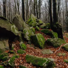 Magurski Park Narodowy: skalne rumowiska porośnięte mchem, jesienne liście i wysokie drzewa tworzą magiczny krajobraz.