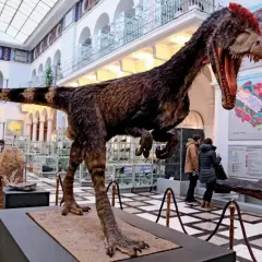 W największym muzeum dinozaurów w Polsce, groźny drapieżnik czeka na zwiedzających. W tle ekspozycje i mapy geologiczne.