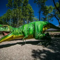 Potężny T-Rex w parku ewolucji w Sławutówku, gotowy do ataku.