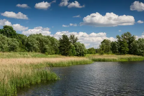 Spokojne zalewy w Polsce, otoczone bujną zielenią i trzcinami, pod błękitnym niebem z białymi chmurami.