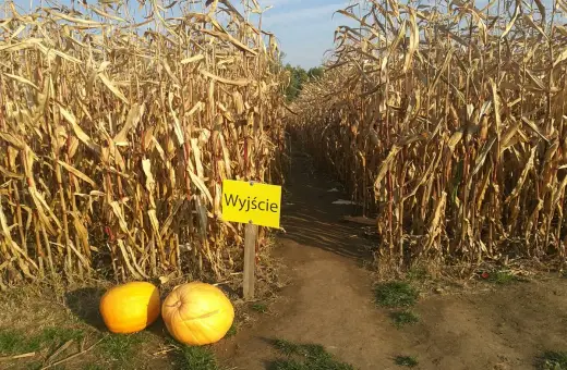 Ścieżka w zielonym labiryncie nieporęt prowadzi do wyjścia. Obok dynie.