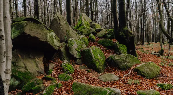 Magurski Park Narodowy: skalne rumowiska porośnięte mchem, jesienne liście i wysokie drzewa tworzą magiczny krajobraz.