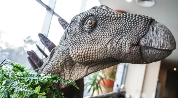 Głowa dinozaura w parku dinozaurów Zakopane, otoczona zielonymi paprociami.