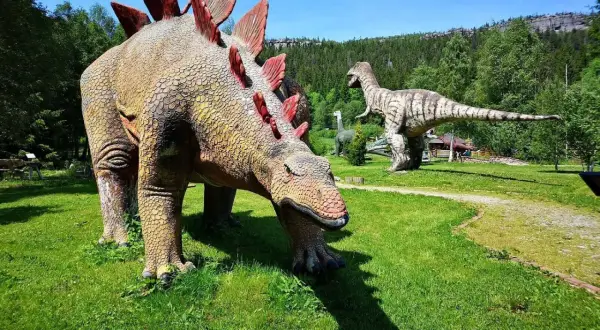 W parku dinozaurów karłów Stegozaur pochyla się do trawy, podczas gdy Tyranozaur czuwa w oddali.
