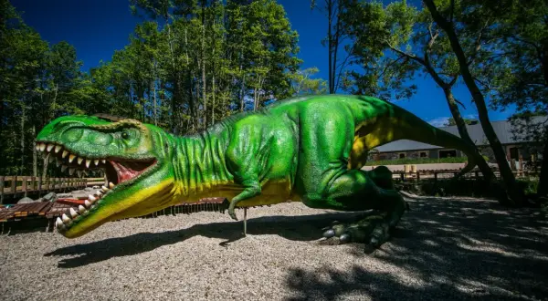 Potężny T-Rex w parku ewolucji w Sławutówku, gotowy do ataku.