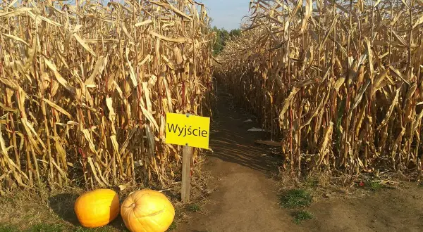 Ścieżka w zielonym labiryncie nieporęt prowadzi do wyjścia. Obok dynie.