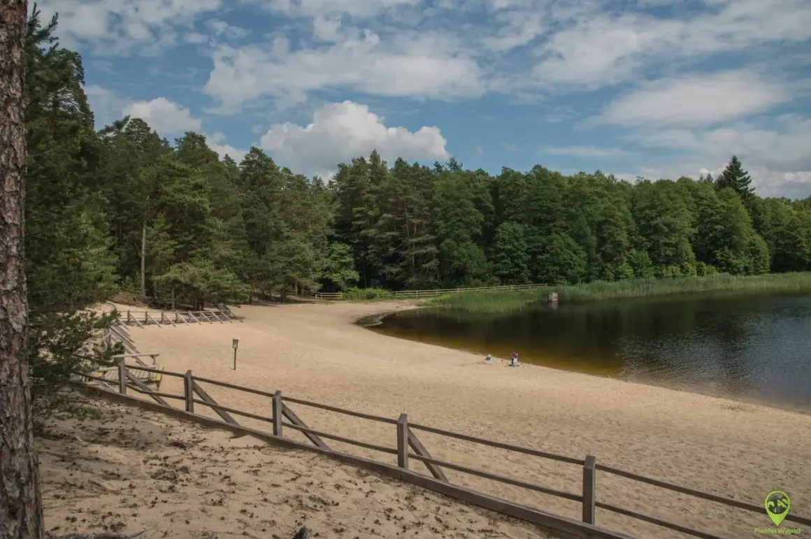 Piaszczysta plaża nad jeziorem w Roztoczańskim Parku Narodowym, otoczona lasem.