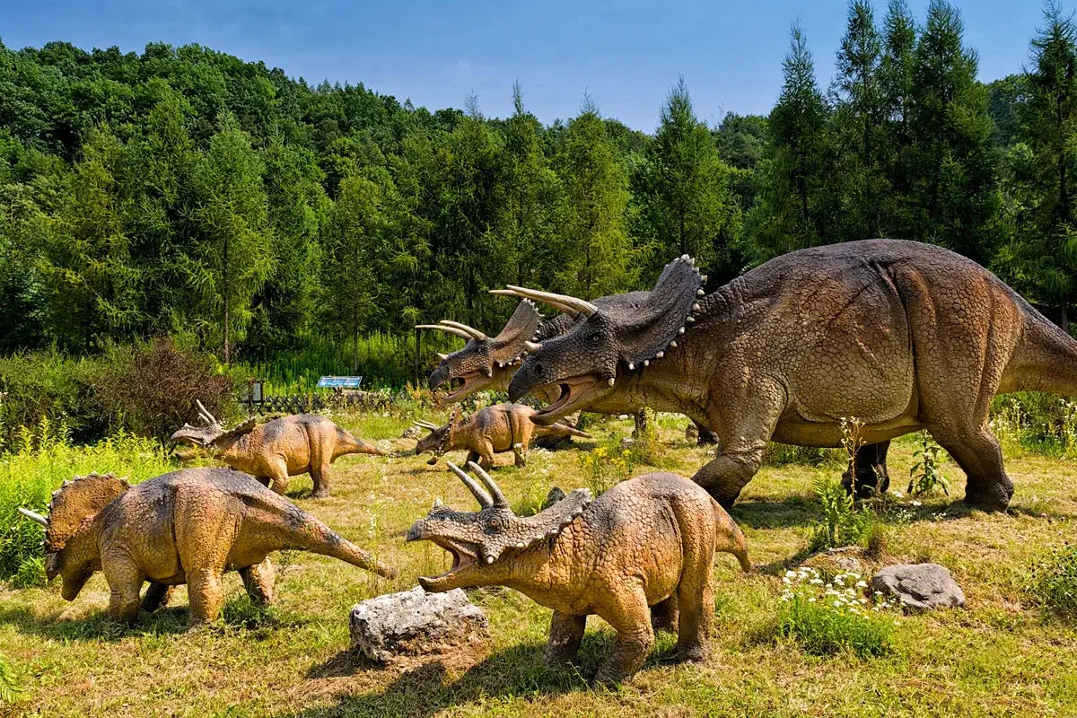 Stado triceratopsów w parku dinozaurów Łeba. Realistyczne modele zwierząt na tle zielonego lasu.