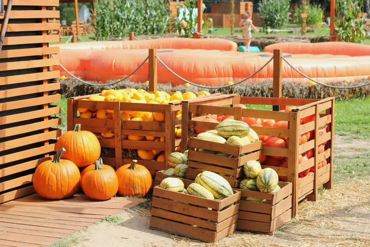 Farma wuja Toma - Dyniolandia. Skrzynie pełne dyni i dyni olbrzymich czekają na jesienne świętowanie. W tle dmuchane atrakcje.