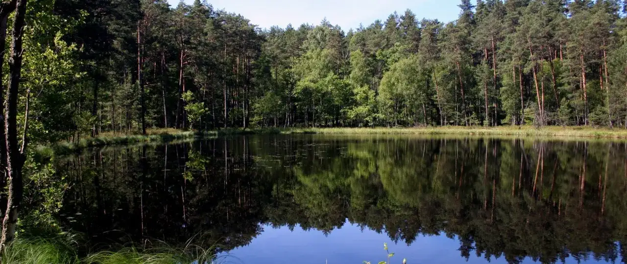 Spokojne jezioro w Parku Narodowym Bory Tucholskie, odbijające gęsty las iglasty i liściasty.