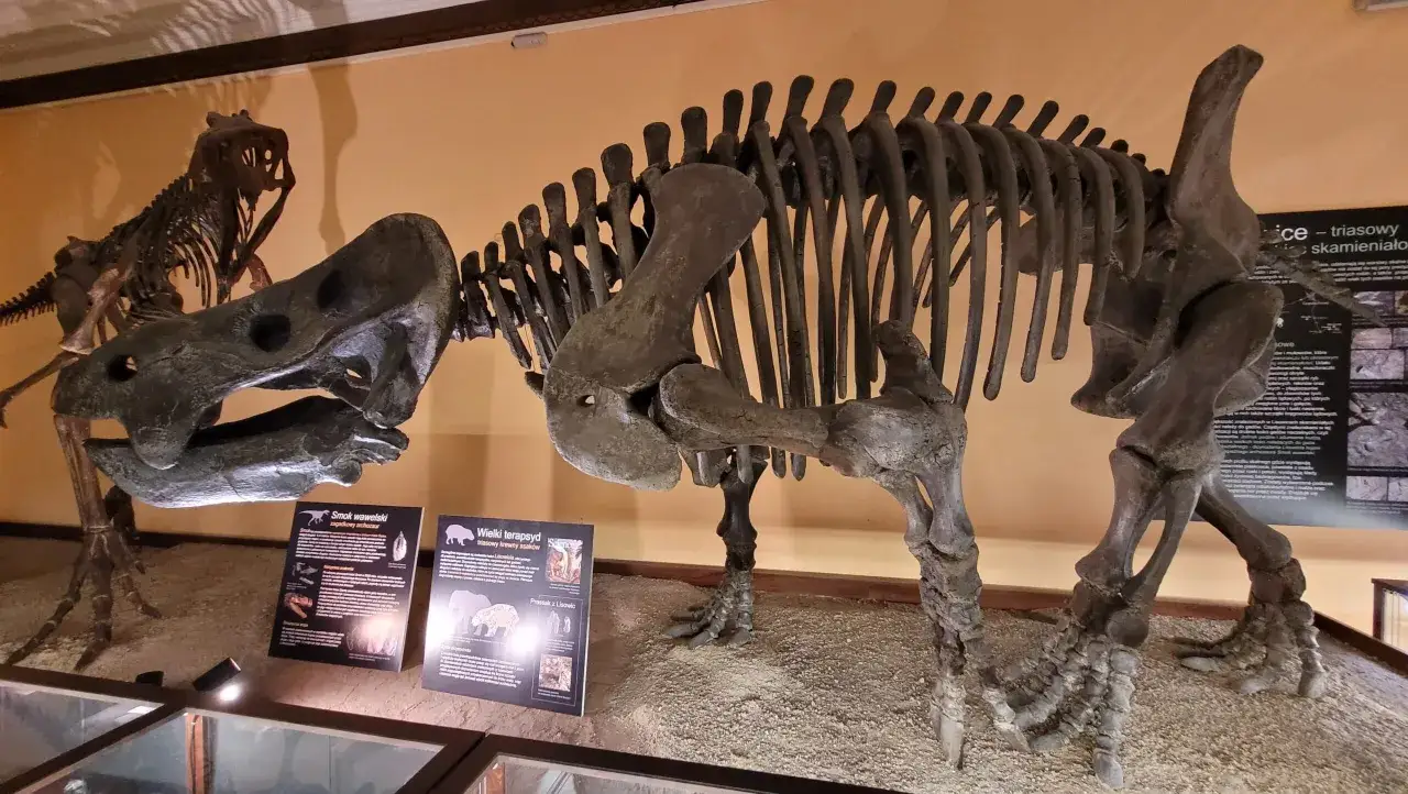 Szkielety dinozaurów w Muzeum Ewolucji PAN w Warszawie. Wielki terapsyd i smok wawelski budzą podziw.