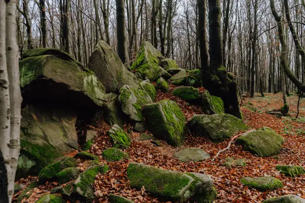 Magurski Park Narodowy: skalne rumowiska porośnięte mchem, jesienne liście i wysokie drzewa tworzą magiczny krajobraz.